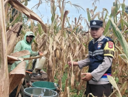 Bhabinkamtibmas Polsek Buay Runjung Tinjau Panen Jagung Perkebunan Binaan Warga