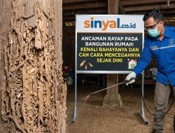 Ancaman Rayap pada Bangunan Rumah: Kenali Bahayanya dan Cara Mencegahnya Sejak Dini